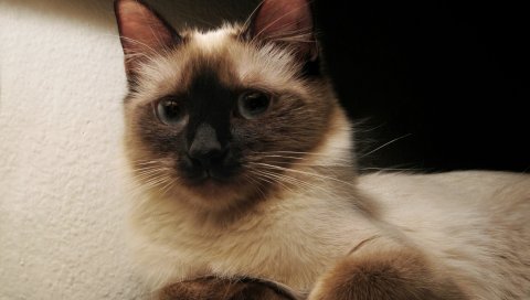 Кошка, котенок, сиамская, пятнистая, серая