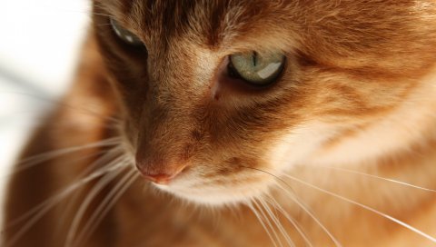 Кошка, котенок, красный, лицо