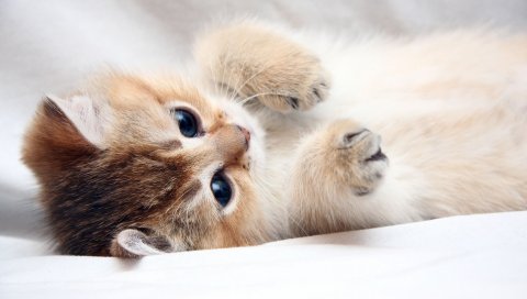 Кошка, котенок, милый, ноги, лицо