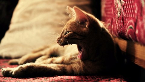 Кошка, котенок, зло, страх, испуг