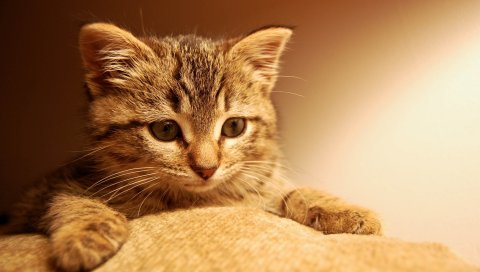 Кошка, котенок, лапы, морда, глаза, полосатые