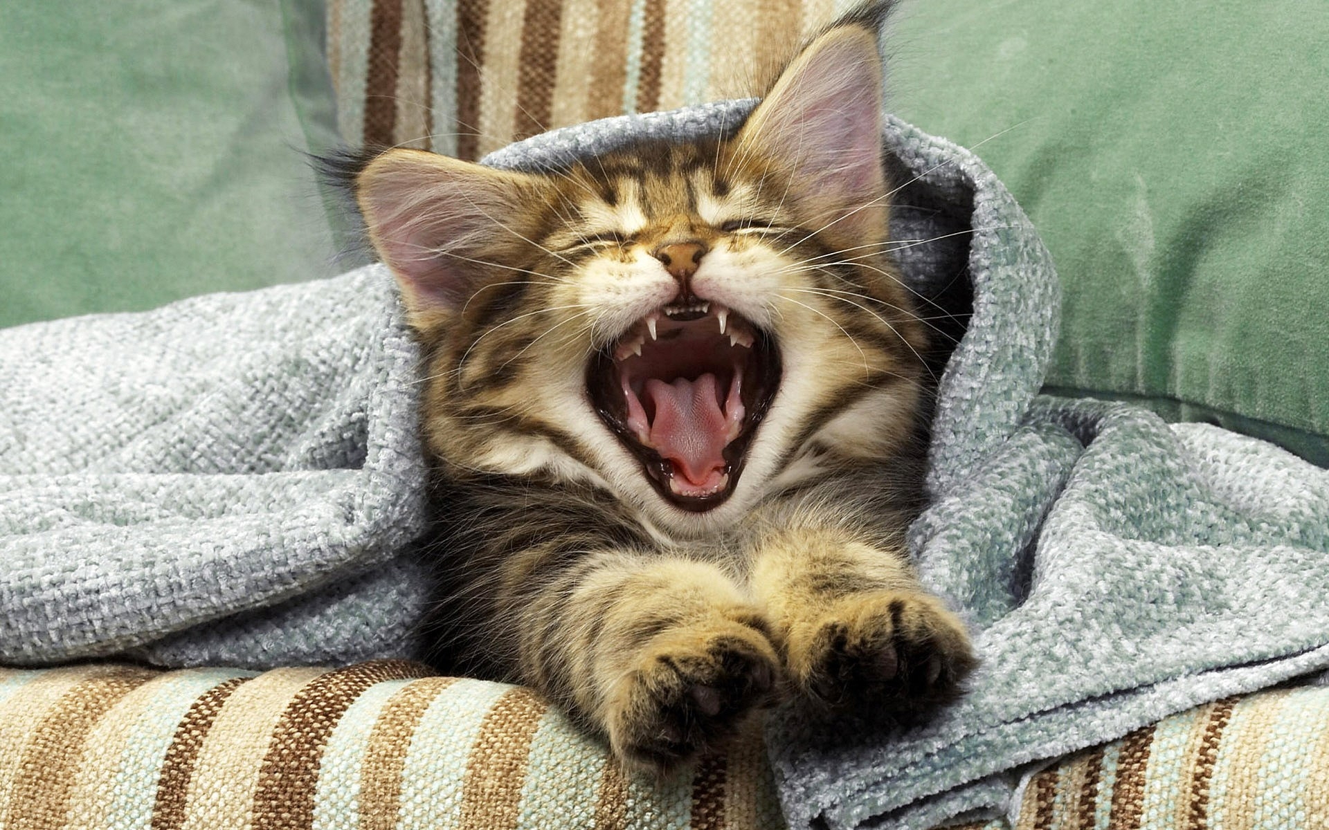 Картинки Кошка, зевая, рот, одеяло, котенок фото и обои на рабочий стол