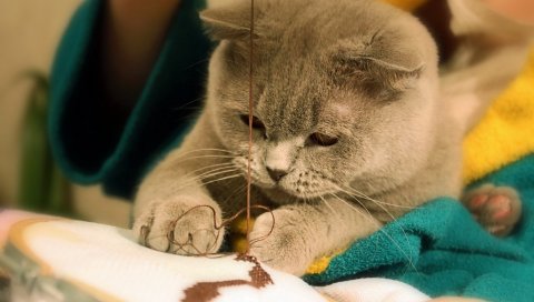 Кошка, жир, морда, шитье, серый