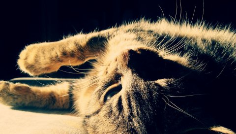 Кошка, табби, сон, тень, ложь
