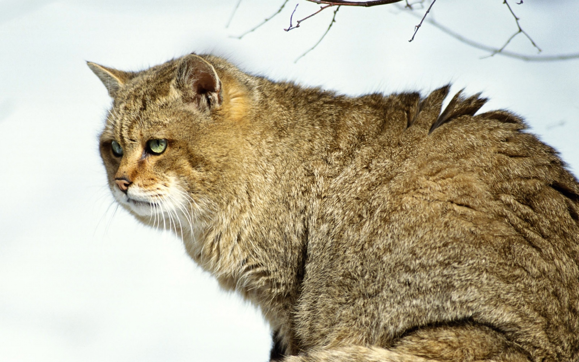 Картинки Кошка, большая, кустарниковая, дикая фото и обои на рабочий стол
