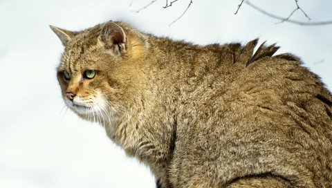 Кошка, большая, кустарниковая, дикая