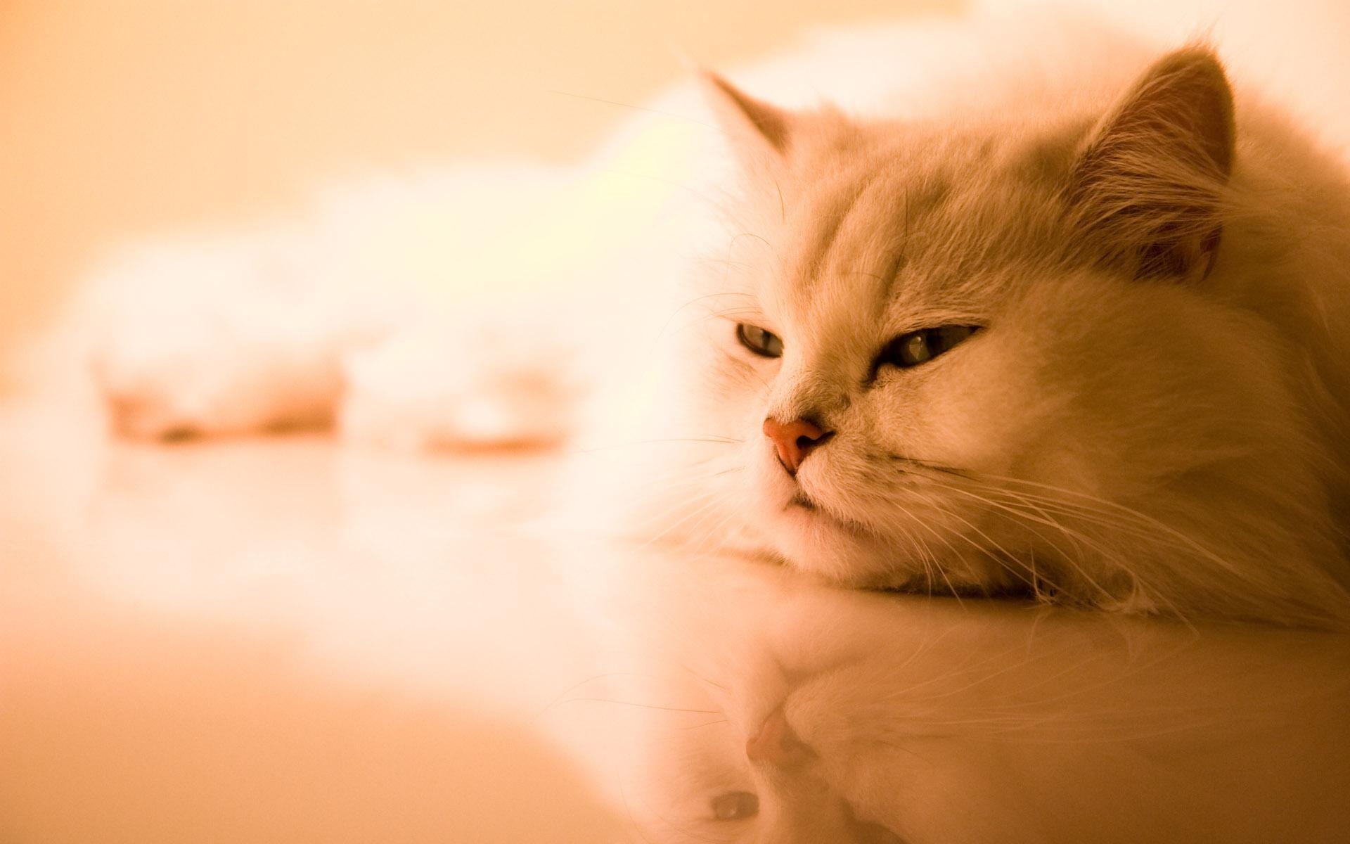 Картинки Кошка, белый, пушистый, персидский, сон фото и обои на рабочий стол