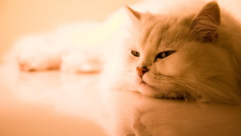 Кошка, белый, пушистый, персидский, сон