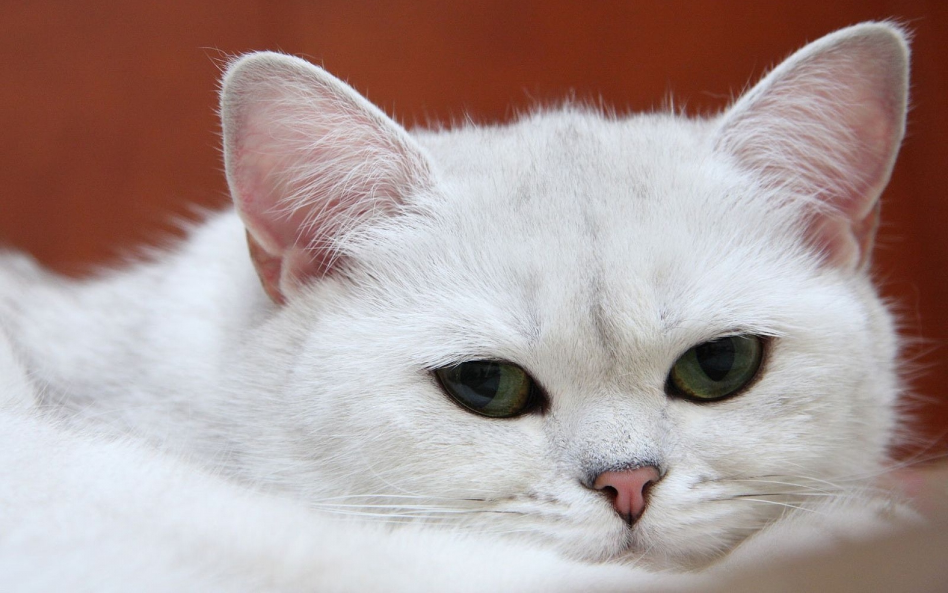 Картинки Кошка, белый, морда, сон, очаровательный фото и обои на рабочий стол