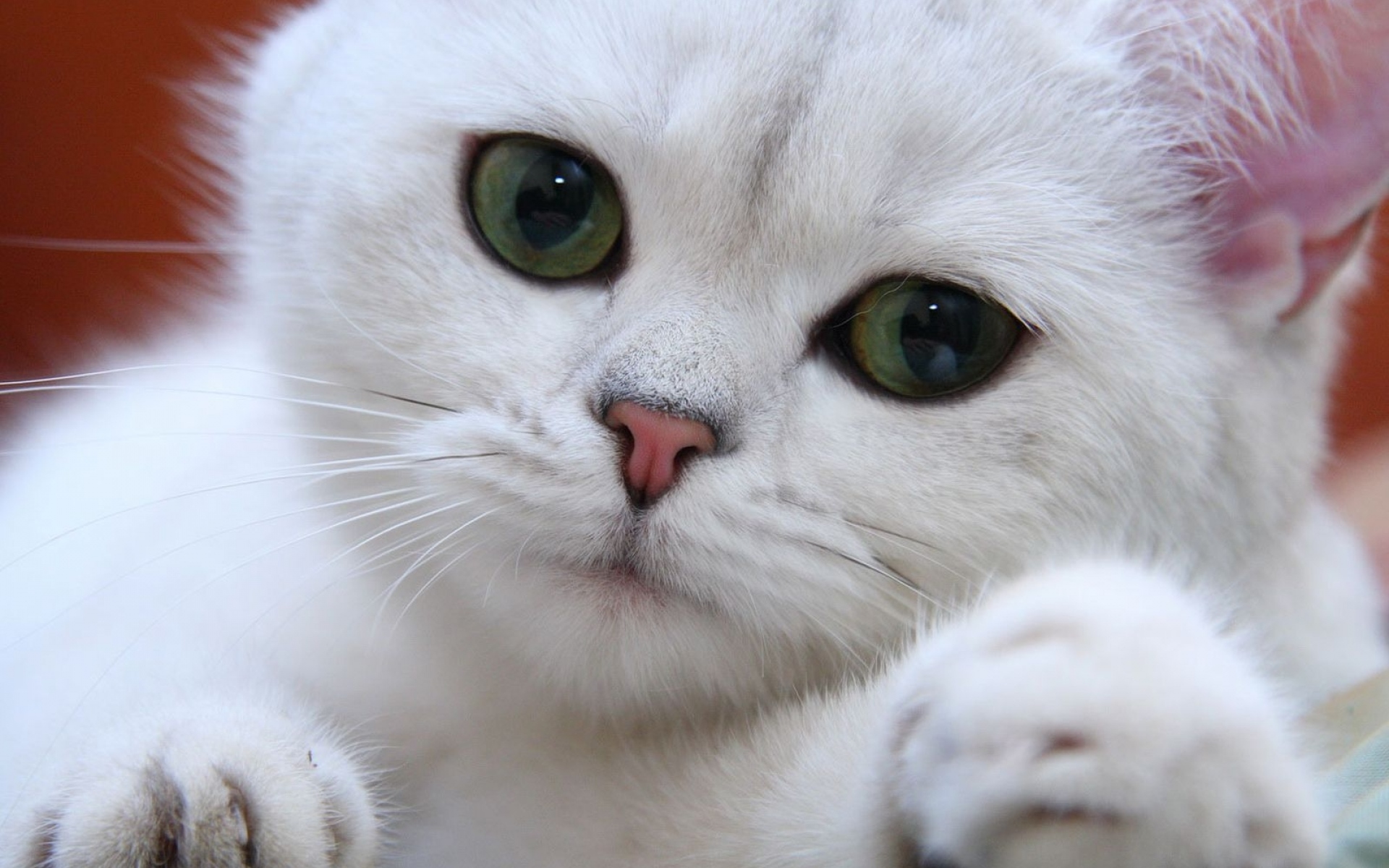 Белые кошечки картинки. Шотландская вислоухая альбинос. Шотландская вислоухая кошка альбинос. Британская шиншилла Коби кошка. Порода кошек альбинос.
