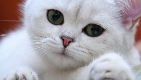 Кошка, белый, глаза, лицо, зеленый, сладкий