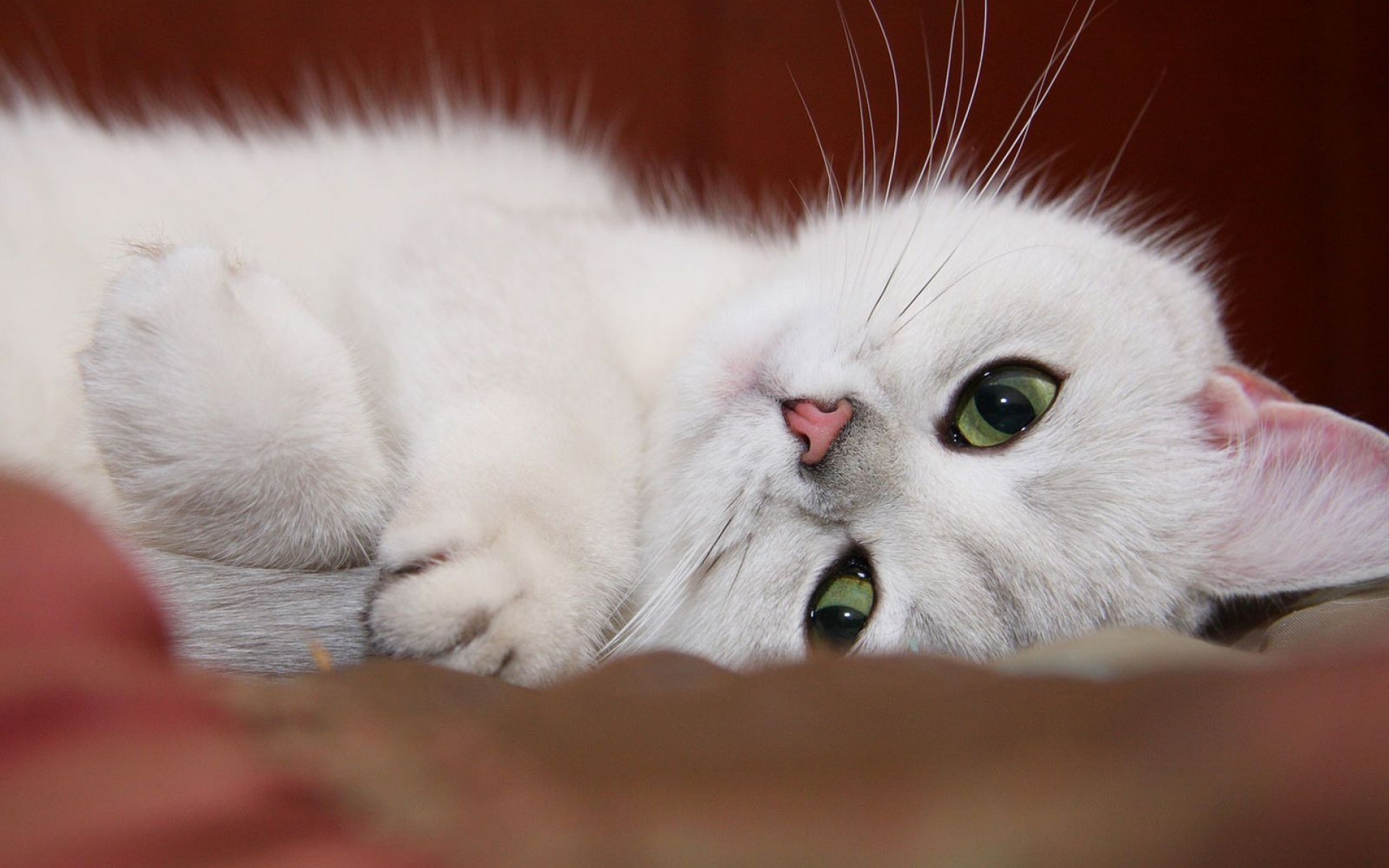 Ти киска. Кошка белая. Белая кошка с зелеными глазами. Нежная кошка. Красивая белая кошка.
