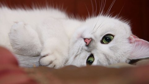 Кошка, белый, лицо, отдых, веселье