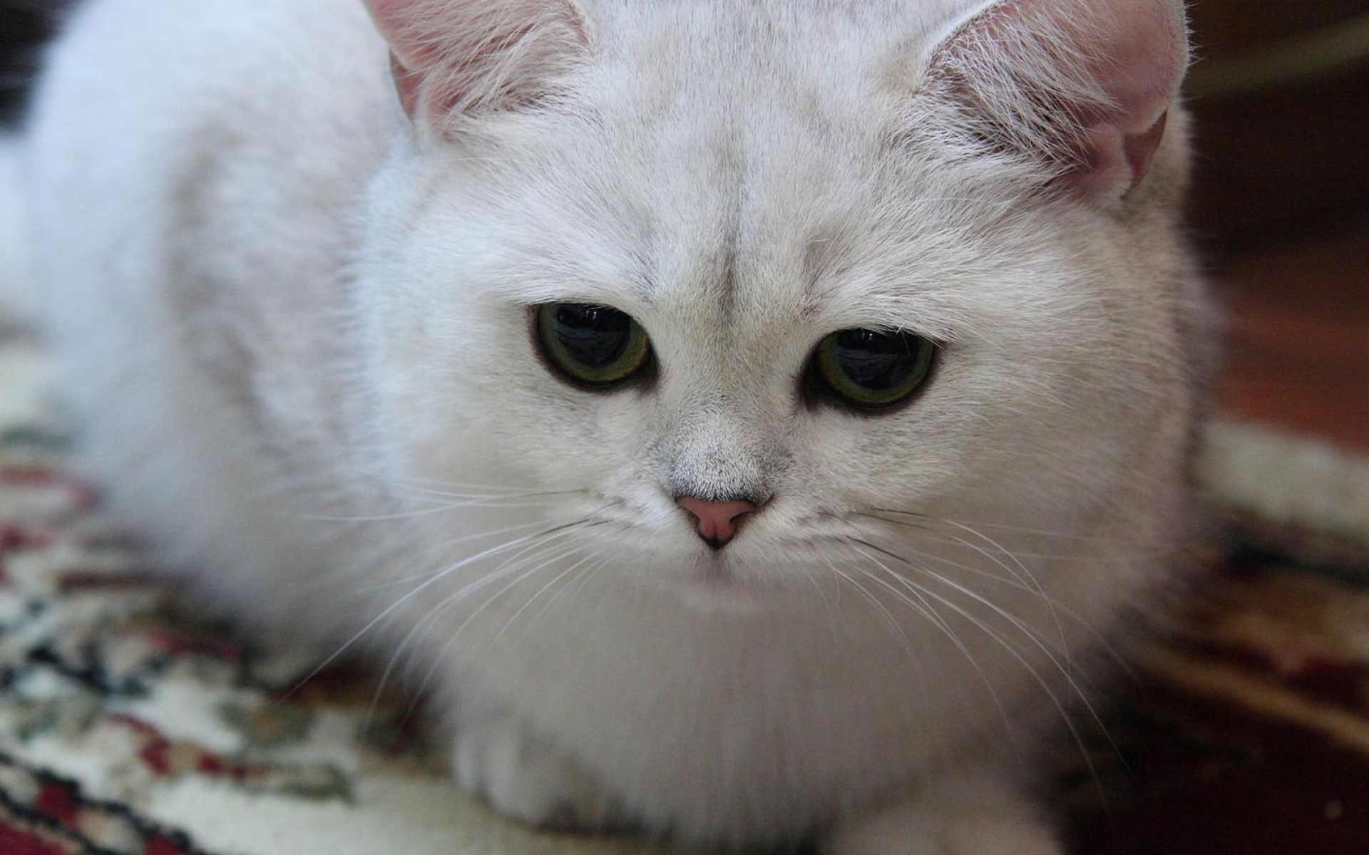 Картинки Кошка, белый, глаза, грустный, светлый, сладкий фото и обои на рабочий стол