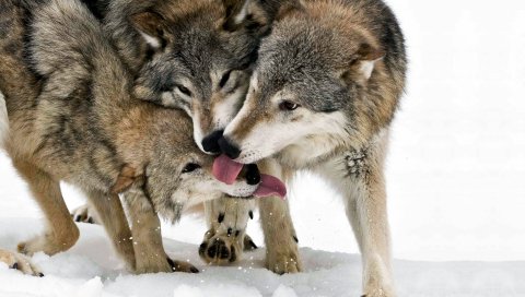 Волк, язык, лизать, снег, три
