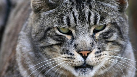 Кошка, дикая, большая, черная, полосатая