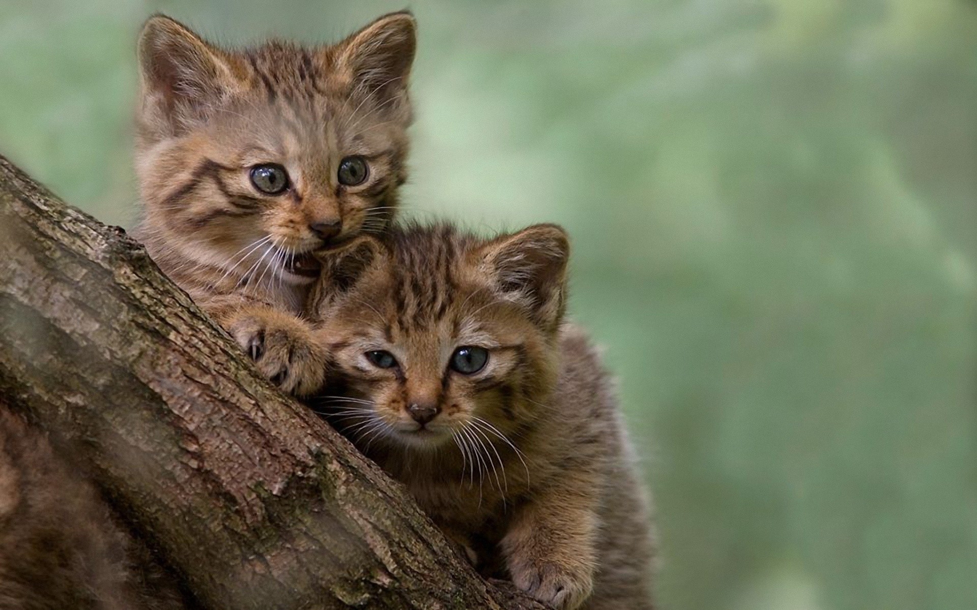 Картинки Котята, пушистый, дерево, прогулка, игра фото и обои на рабочий стол