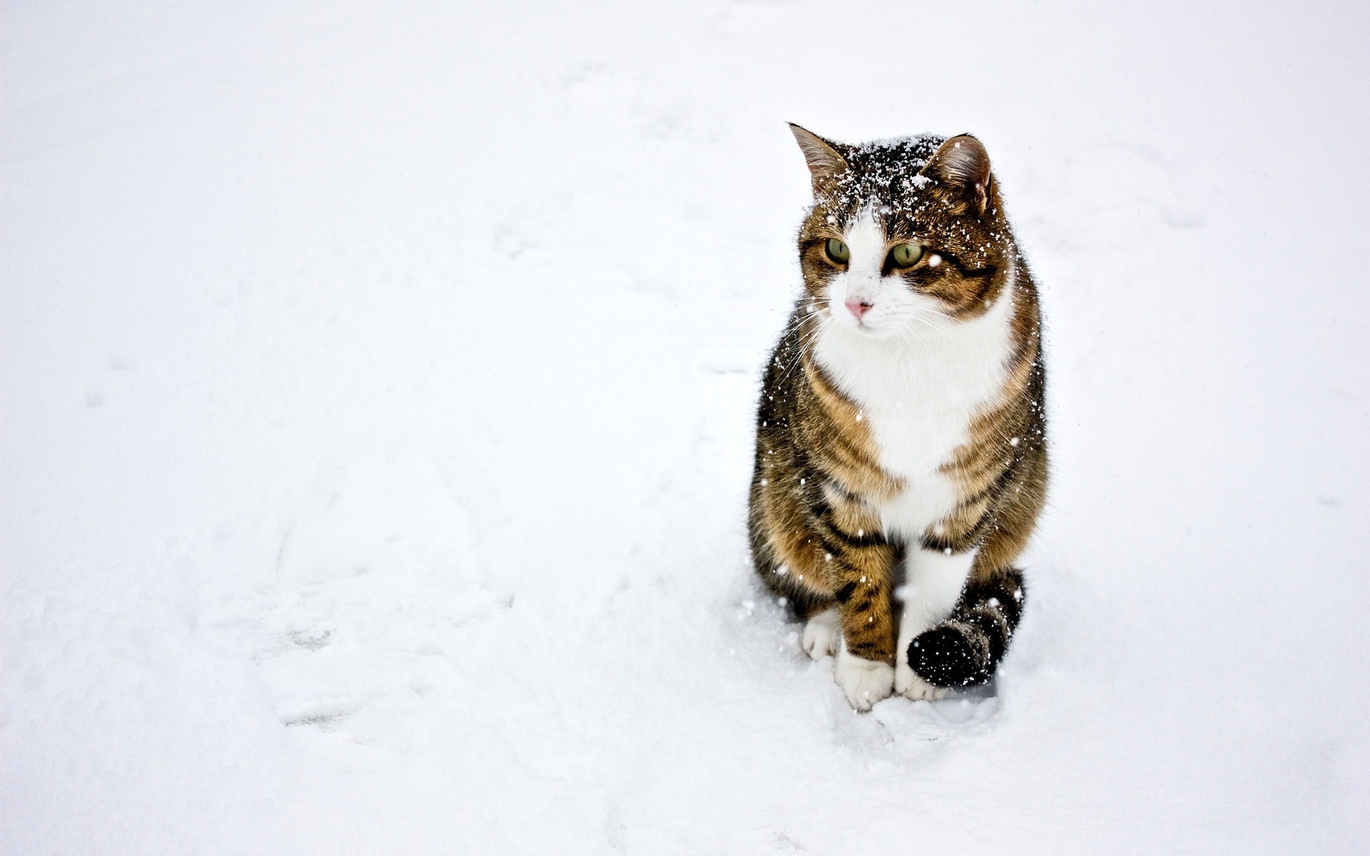 Картинки Кошка, пятнистый, полосатый, снег, зима, прогулка фото и обои на рабочий стол
