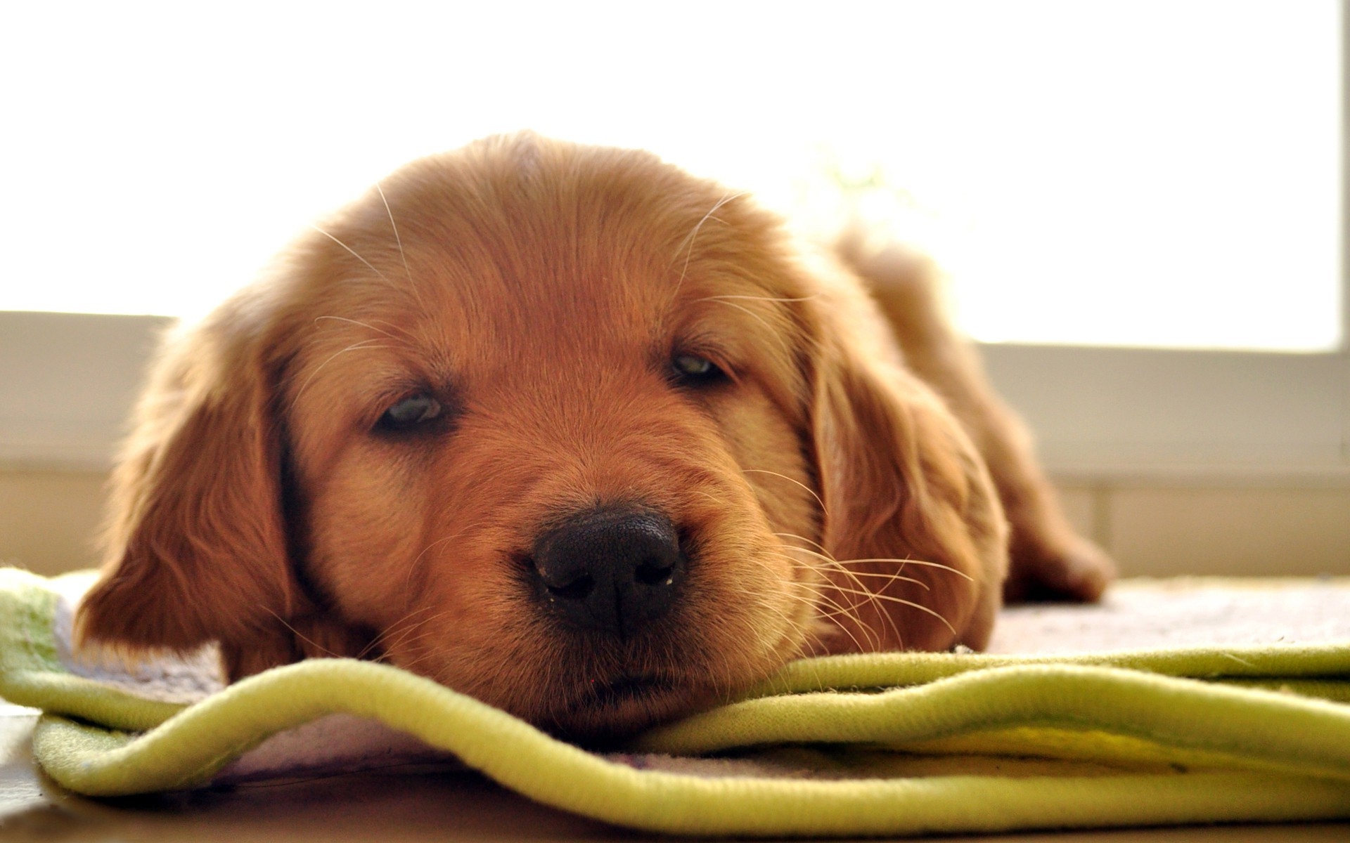 Картинки Собака морда, коричневый, отдых, сон фото и обои на рабочий стол