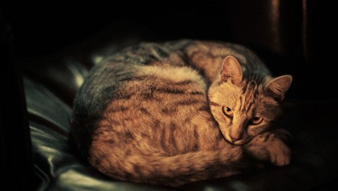 Дом, кот, мяч, вниз, полосатый, серый