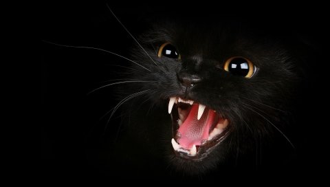Котенок, черный, глаза, агрессия, зубы, мяу