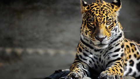 Гепард, ложь, дикая кошка, пятнистый