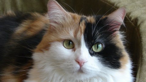 Кот, дом, пятнистый, морда, хороший