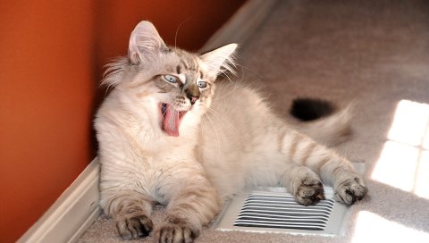 Кошка, котенок, пушистый, сидеть, лгать, свет