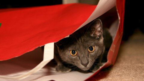 Кошка, серый, пакет, скрыть, морда, посмотреть
