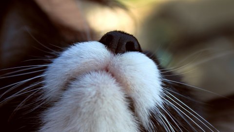Кошка, нос, черный, белый