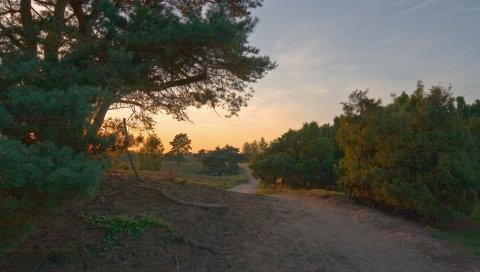 Дорога, дерево, деревья, поле