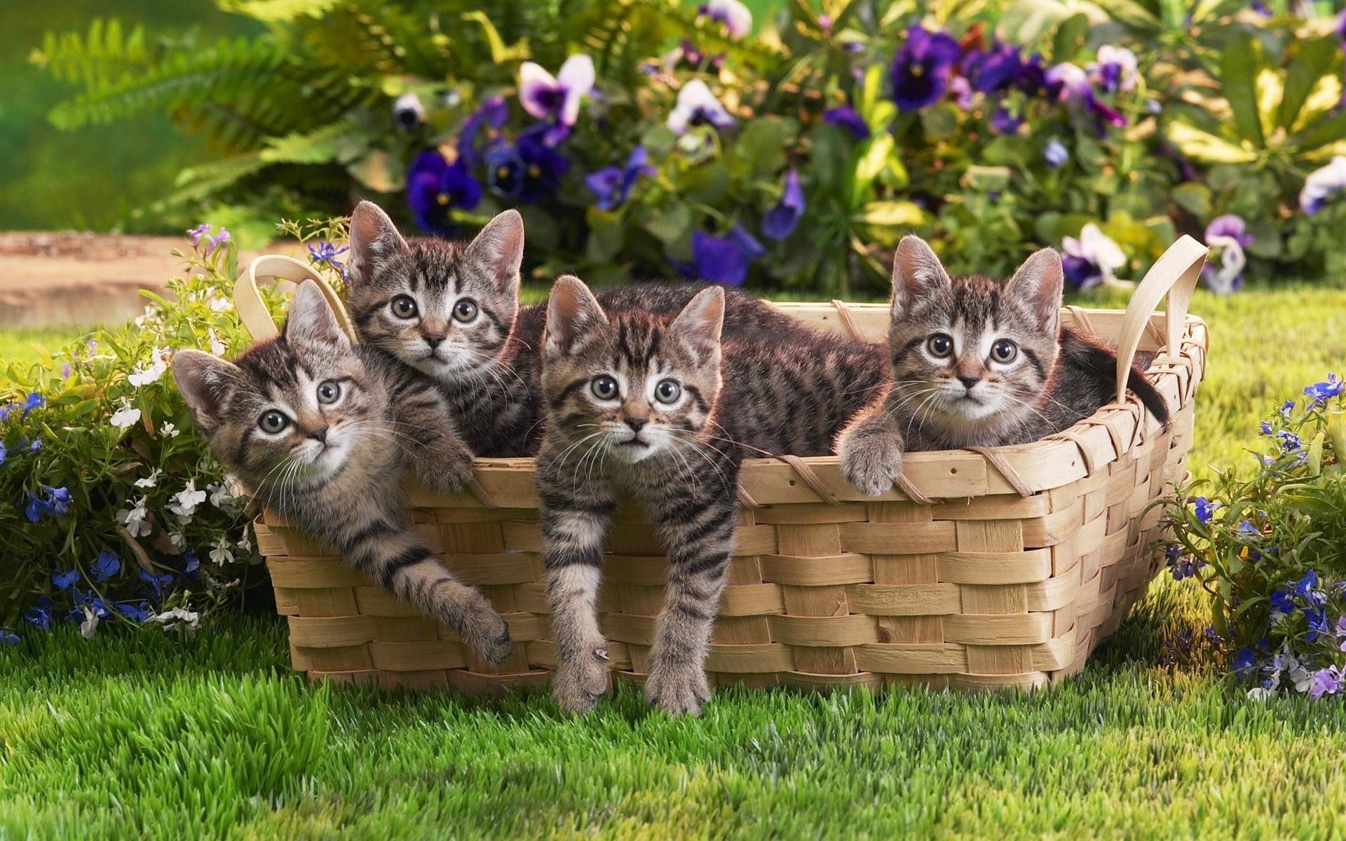 Картинки Котята, шоппинг, дети, трава, цветы фото и обои на рабочий стол