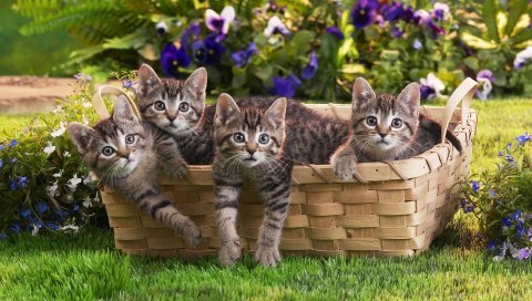 Котята, шоппинг, дети, трава, цветы