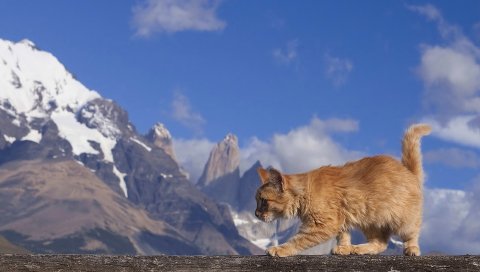 Кошка, красный, прогулка, синий