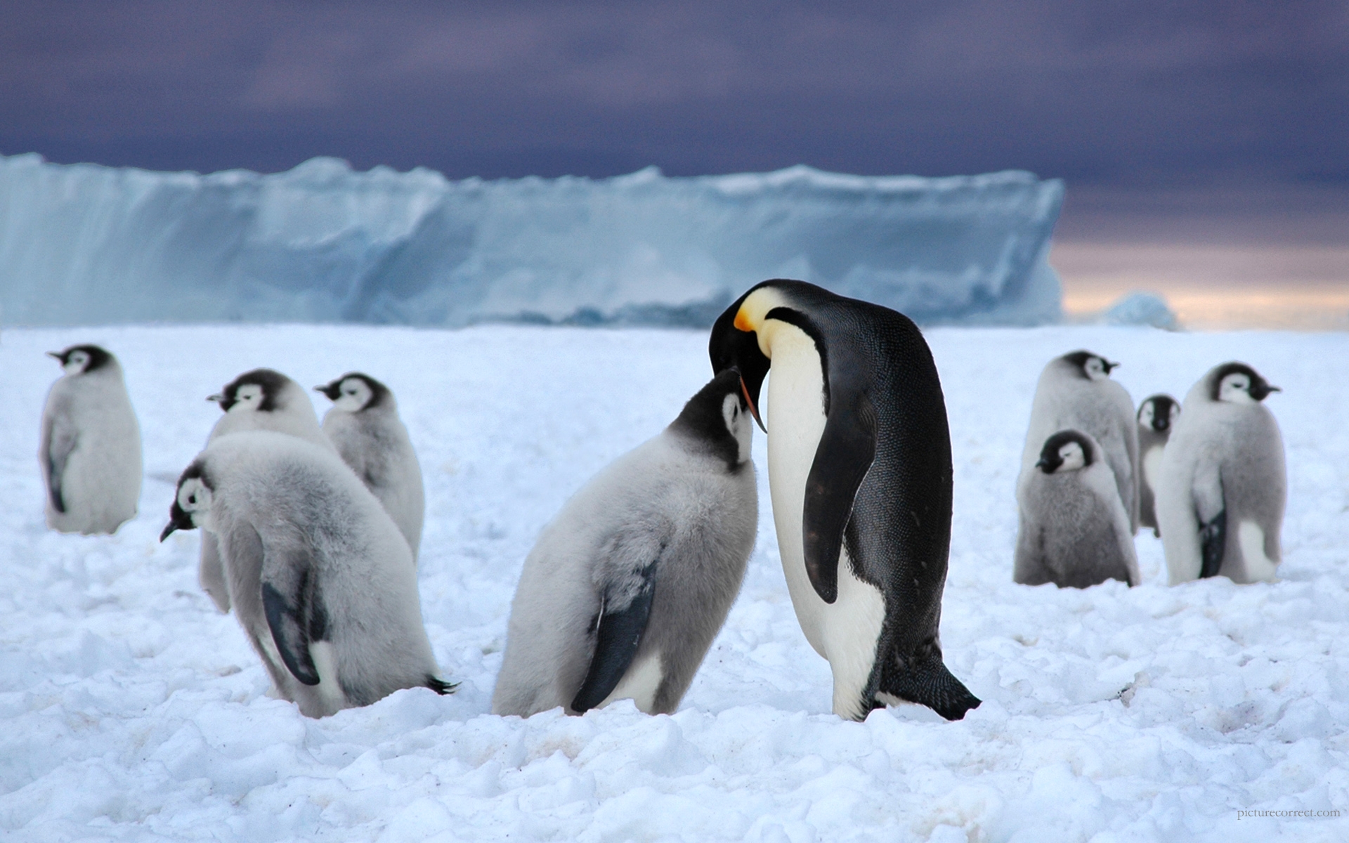 Картинки Пингвины, лед, пакет, белый, черный, снег фото и обои на рабочий стол