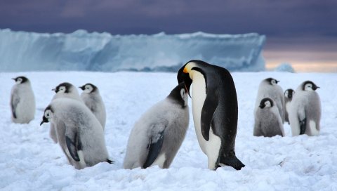 Пингвины, лед, пакет, белый, черный, снег