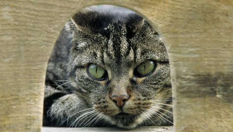 Серый, табби, кошка, глаза, зеленый