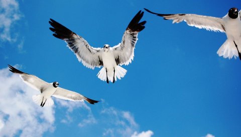 Птицы, небо, полет, белый, черный