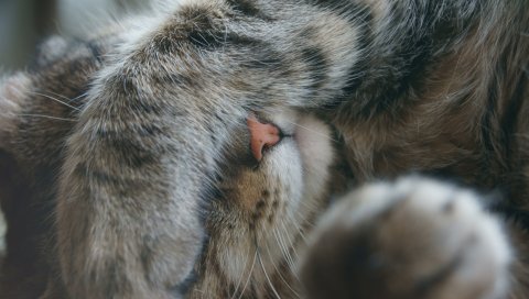 Кошка, лапа, лицо, эмоция, серый