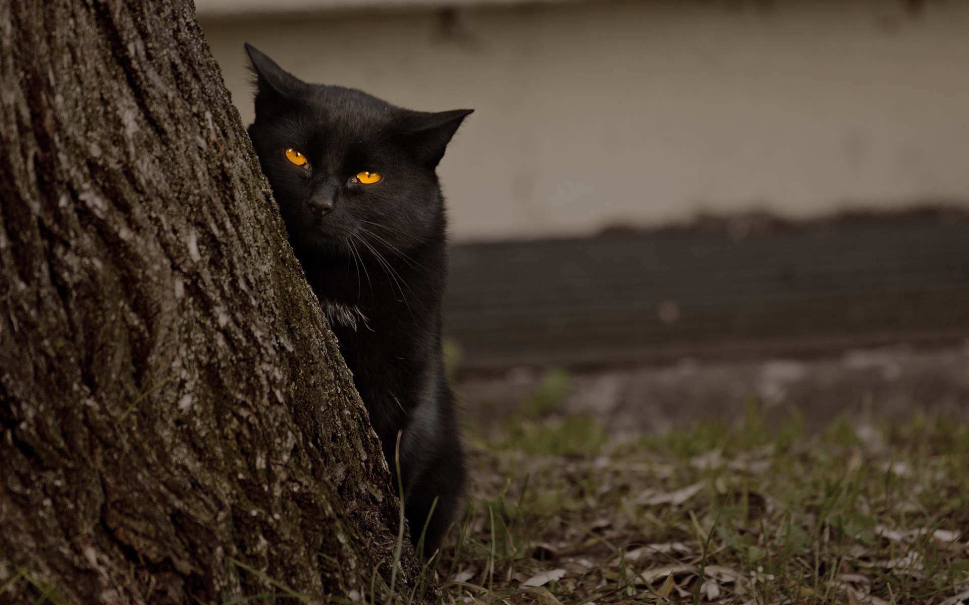 Картинки Кошка, дерево, черный, скрыть, глаза фото и обои на рабочий стол