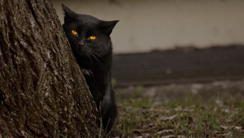 Кошка, дерево, черный, скрыть, глаза