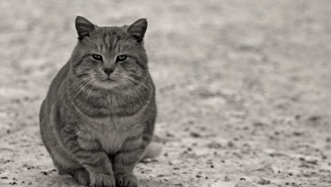 Кошка, серый, черный белый, сидя, улица