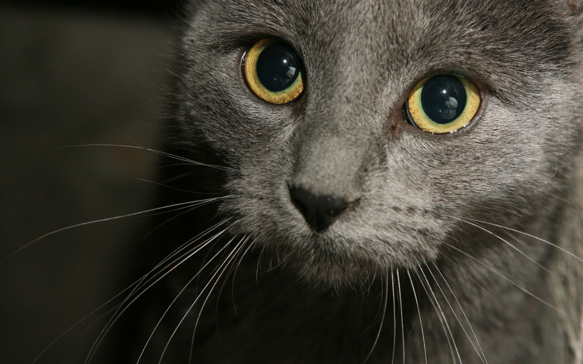 Картинки Кошка, серый, глаза, черный, морда фото и обои на рабочий стол
