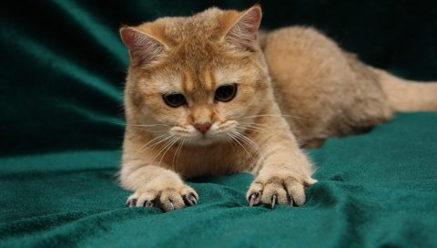 Кошка, красный, когти, лапы, милые