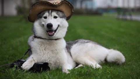 Собака, пушистый, шляпа, белый, ложь