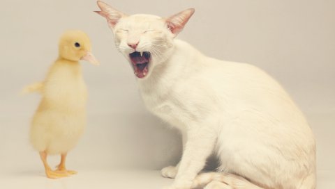 Кошка, утка, белый, желтый, дружба