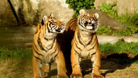 Тигр, пара, детеныши, полосатый