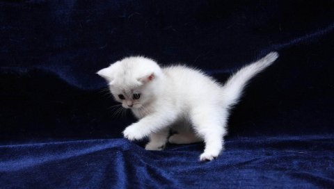 Котенок, белый, синий, шелк