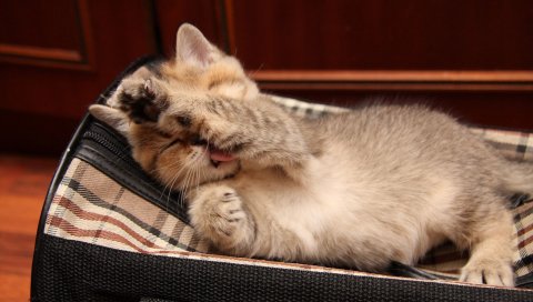 Котенок, синий, вниз, ребенок