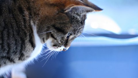 Кошка, табби, коричневый, белый, отражающий